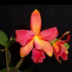 Cattleya (Lc) Tropical Trick 'Machado' Near Blooming